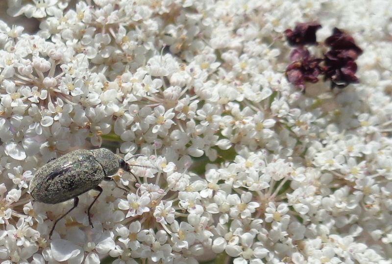 Mycteridae: maschio di Mycterus umbellatarum su Dacus carota.